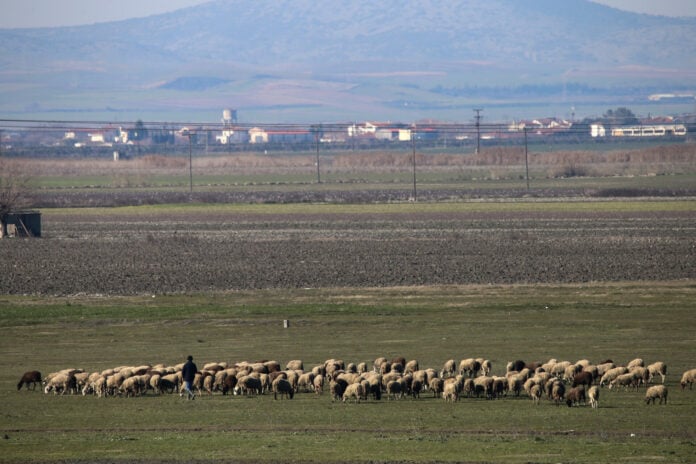 Ευλογιά προβάτων: Ακατάσχετη «αιμορραγία» για την ελληνική κτηνοτροφία – Στις 476.839 οι θανατώσεις ζώων