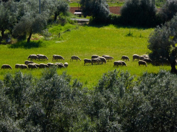 Ευλογιά προβάτων: Βαρύ πλήγμα στην ελληνική κτηνοτροφία – Ξεπέρασαν τις 475.700 οι θανατώσεις ζώων