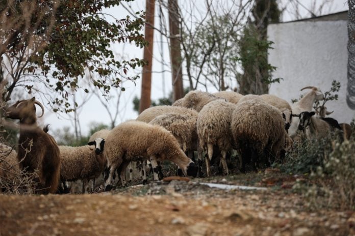 Ευλογιά των προβάτων: Αναστολή μέτρων αναγκαστικής εκτέλεσης για τους πληγέντες κτηνοτρόφους