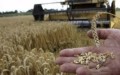 Σιτηρά: Προς το μεγαλύτερο ανοδικό σερί από τον Απρίλιο (γράφημα)